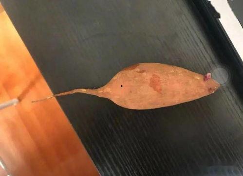 吃瓜人吃瓜魂,揭秘网络时代的“瓜文化”现象